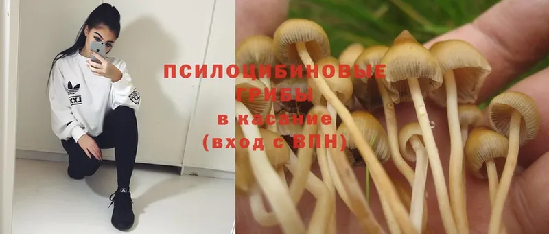 закладка  Скопин  Псилоцибиновые грибы Psilocybine cubensis 